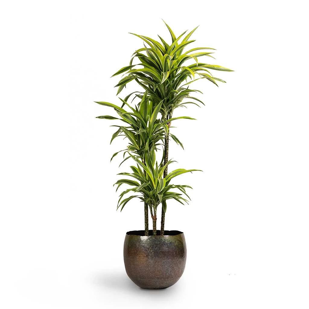 Dracaena Fragrans Lemon Lime - Multi Stem 22 Dracaena Fragrans Lemon Lime - Multi Stem - Image 20