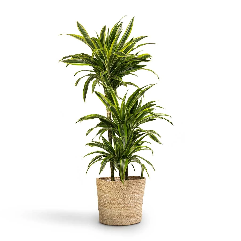 Dracaena Fragrans Lemon Lime - Multi Stem 15 Dracaena Fragrans Lemon Lime - Multi Stem - Image 13
