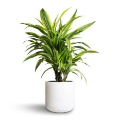 Dracaena Fragrans Lemon Lime - Branched -Indoor Plants Store Dracaena fragrans Lemon Lime Branched 21x70cm Charlie Plant Pot White Washed 25x24cm