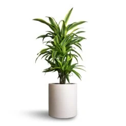 Dracaena Fragrans Lemon Lime - Branched -Indoor Plants Store Dracaena fragrans Lemon Lime Branched 21x70cm Max Refined Planter Natural White 29x29.5cm