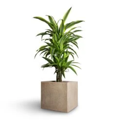 Dracaena Fragrans Lemon Lime - Branched -Indoor Plants Store Dracaena fragrans Lemon Lime Branched 21x70cm Raindrop Cube Planter Stone 30x30x27cm