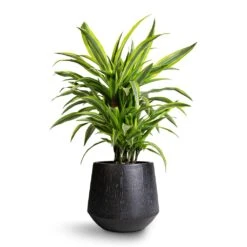 Dracaena Fragrans Lemon Lime - Branched -Indoor Plants Store Dracaena fragrans Lemon Lime Branched 21x70cm Raindrop Tube Round Planter Anthracite