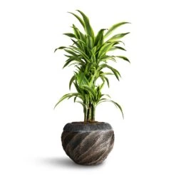 Dracaena Fragrans Lemon Lime - Branched -Indoor Plants Store Dracaena fragrans Lemon Lime Branched 24x90cm Luxe Lite Wave Globe Planter Bronze