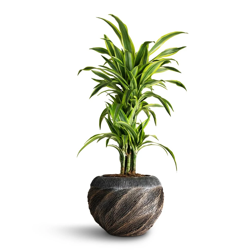 Luxe Lite Wave Globe Planter - Bronze 4 Luxe Lite Wave Globe Planter - Bronze - Image 2