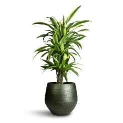 Dracaena Fragrans Lemon Lime - Branched -Indoor Plants Store Dracaena fragrans Lemon Lime Branched 24x90cm Noor Plant Pot Velvet Green 33x30cm