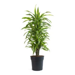Dracaena Fragrans Lemon Lime - Branched -Indoor Plants Store Dracaena fragrans Lemon Lime Branched 27cm