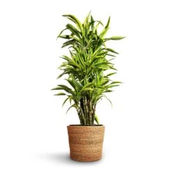 Dracaena Fragrans Lemon Lime - Branched -Indoor Plants Store Dracaena fragrans Lemon Lime Branched 27x110cm Igmar Plant Basket Natural 30x26cm 2