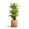 Dracaena Fragrans Lemon Lime - Branched