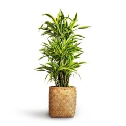 Zayn Bamboo Planter -Indoor Plants Store Dracaena fragrans Lemon Lime Branched 27x110cm Zayn Bamboo Planter 31.5x33cm 2 3484520d 491b 4b04 bb51 9c518cd543c5