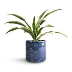 Dracaena Fragrans Lemon Lime - Head 24 Dracaena Fragrans Lemon Lime - Head -Indoor Plants Store Dracaena fragrans Lemon Lime Head 12x35cm Arley Plant Pot Blue Dragonfly 14.5x15.5cm