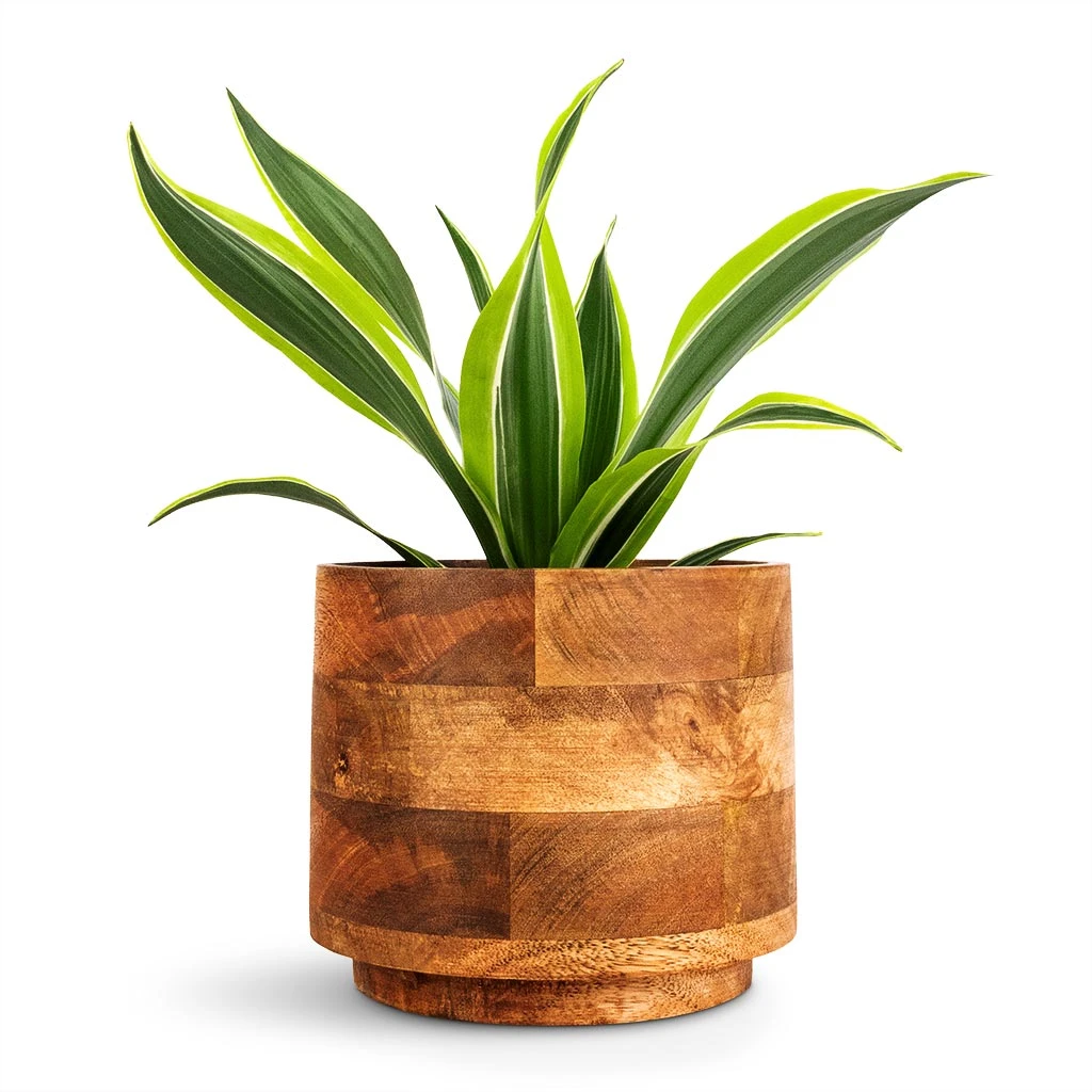 Helle Plant Pot - Natural 7 Helle Plant Pot - Natural - Image 5