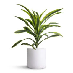 Dracaena Fragrans Lemon Lime - Head 23 Dracaena Fragrans Lemon Lime - Head -Indoor Plants Store Dracaena fragrans Lemon Lime Head 17x50cm Akemi Plant Pot Pure White 22x20cm