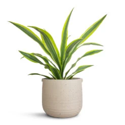 Dracaena Fragrans Lemon Lime - Head 30 Dracaena Fragrans Lemon Lime - Head -Indoor Plants Store Dracaena fragrans Lemon Lime Head 17x50cm Aurora Terrazzo Handle Plant Pot Oat 22x21cm