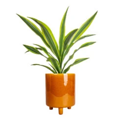 Pisa Plant Pot - Mustard -Indoor Plants Store Dracaena fragrans Lemon Lime Head 17x50cm Pisa Plant Pot Mustard 20x24cm