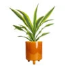 Dracaena Fragrans Lemon Lime - Head -Indoor Plants Store Dracaena fragrans Lemon Lime Head 17x50cm Pisa Plant Pot Mustard 20x24cm 6bf24ae6 fd31 4ce0 bb12 3ee36a549dd6