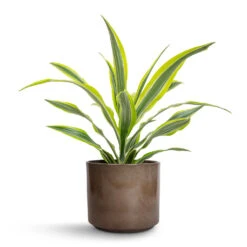 Dracaena Fragrans Lemon Lime - Head 21 Dracaena Fragrans Lemon Lime - Head -Indoor Plants Store Dracaena fragrans Lemon Lime Head 17x50cm Remmi Glaze Plant Pot Mocha 20x20cm f47c8ae6 ee3b 4689 89ec 80182e8fdf4e