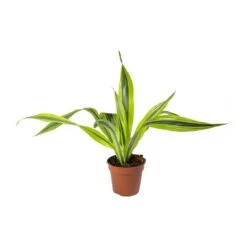 Dracaena Fragrans Lemon Lime - Head 26 Dracaena Fragrans Lemon Lime - Head -Indoor Plants Store Dracaena fragrans Lemon Lime Head