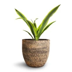 Dracaena Fragrans Lemon Lime - Head 28 Dracaena Fragrans Lemon Lime - Head -Indoor Plants Store Dracaena fragrans Lemon Lime Head Cas Plant Pot Sahara