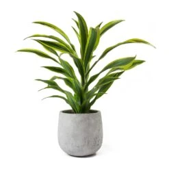 Dracaena Fragrans Lemon Lime - Head 31 Dracaena Fragrans Lemon Lime - Head -Indoor Plants Store Dracaena fragrans Lemon Lime Head Large Amber Grey Plant Pot