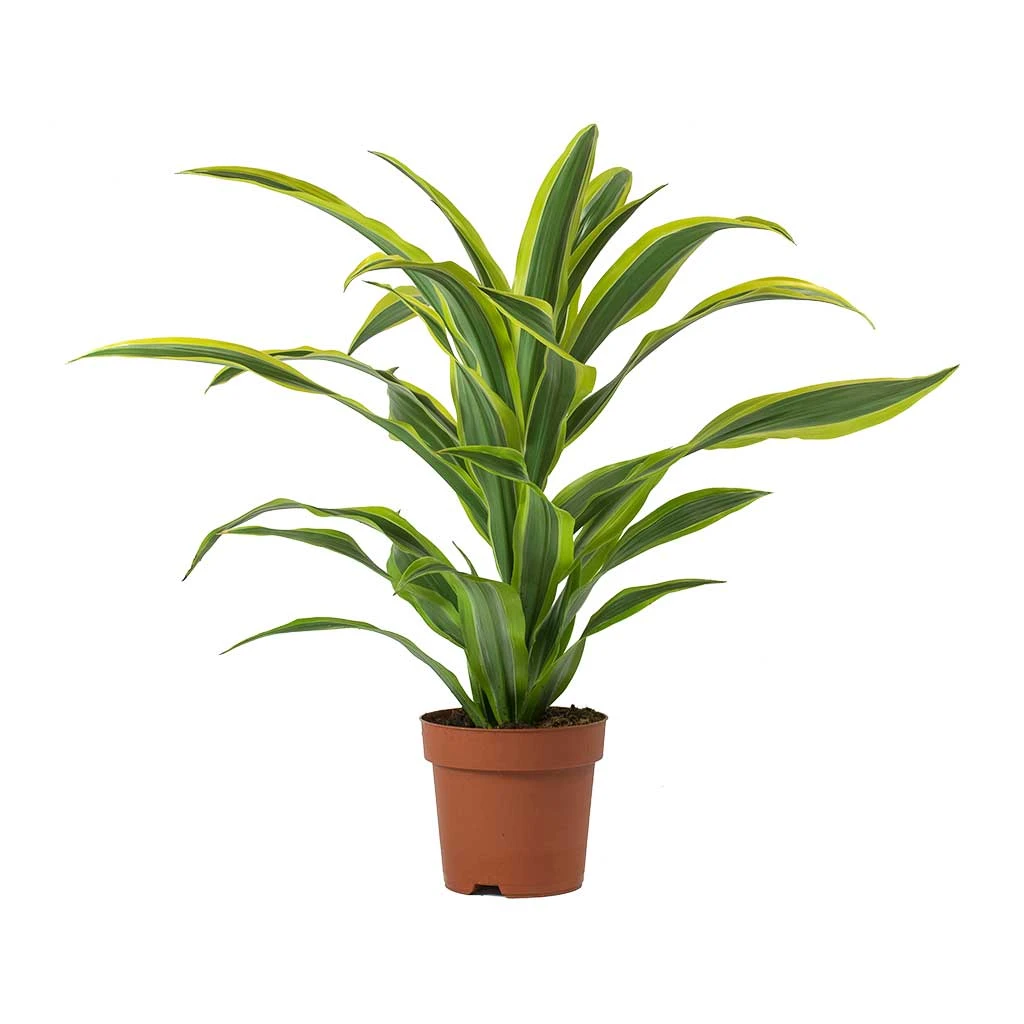 Dracaena Fragrans Lemon Lime - Head 5 Dracaena Fragrans Lemon Lime - Head - Image 3