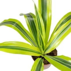 Dracaena Fragrans Lemon Lime - Head 27 Dracaena Fragrans Lemon Lime - Head -Indoor Plants Store Dracaena fragrans Lemon Lime Head Leaves