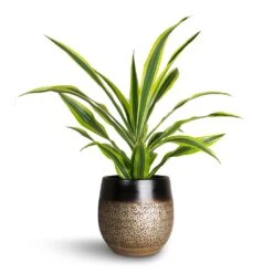 Dracaena Fragrans Lemon Lime - Head 22 Dracaena Fragrans Lemon Lime - Head -Indoor Plants Store Dracaena fragrans Lemon Lime Head Mya Plant Pot Deep Champagne