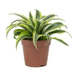Dracaena Fragrans Lemon Lime - Head 29 Dracaena Fragrans Lemon Lime - Head -Indoor Plants Store Dracaena fragrans Lemon Lime Head Small