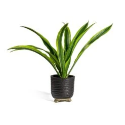 Dracaena Fragrans Lemon Lime - Head 32 Dracaena Fragrans Lemon Lime - Head -Indoor Plants Store Dracaena fragrans Lemon Lime Head bekka Plant Pot black fdf975a1 d244 4f3f 9726 626b0c63d9c1