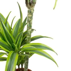 Dracaena Fragrans Lemon Lime - Multi Stem 25 Dracaena Fragrans Lemon Lime - Multi Stem -Indoor Plants Store Dracaena fragrans Lemon Lime Leaves