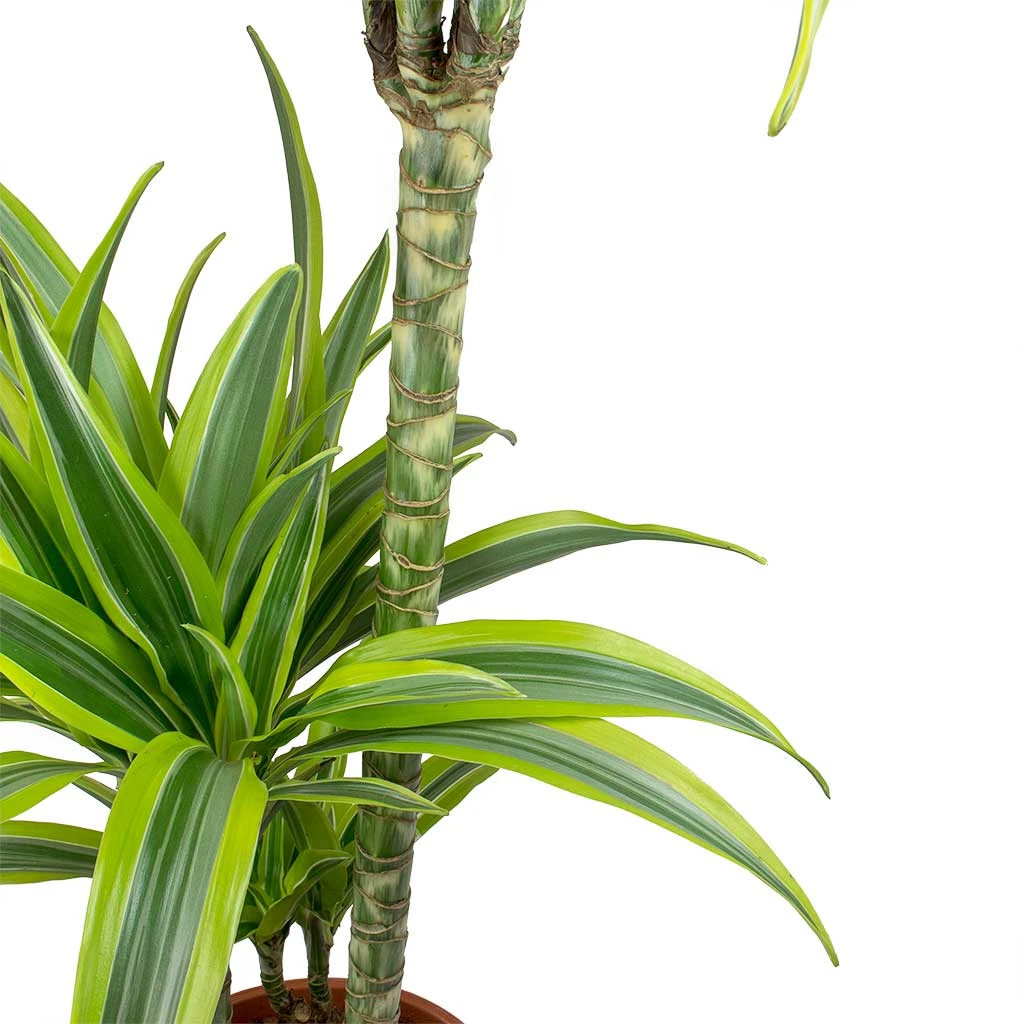 Dracaena Lemon Lime - Multi Stem - HydroCare 6 Dracaena Lemon Lime - Multi Stem - HydroCare - Image 4