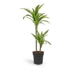 Dracaena Fragrans Lemon Lime - Multi Stem 24 Dracaena Fragrans Lemon Lime - Multi Stem -Indoor Plants Store Dracaena fragrans Lemon Lime Multi Stem 19 x 100cm 2 stems