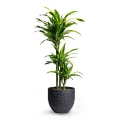 Dracaena Fragrans Lemon Lime - Multi Stem 26 Dracaena Fragrans Lemon Lime - Multi Stem -Indoor Plants Store Dracaena fragrans Lemon Lime Multi Stem 21x100cm 3 stems Rinca Plant Pot Shiny Black 29x26cm