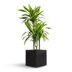 Dracaena Fragrans Lemon Lime - Multi Stem 28 Dracaena Fragrans Lemon Lime - Multi Stem -Indoor Plants Store Dracaena fragrans Lemon Lime Multi Stem 21x100cm 3 stems Grigio Cube Planter Anthracite Concrete 30x30x30cm efef6ae2 f868 4823 a959 39d95d529794