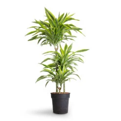 Dracaena Fragrans Lemon Lime - Multi Stem 27 Dracaena Fragrans Lemon Lime - Multi Stem -Indoor Plants Store Dracaena fragrans Lemon Lime Multi Stem 21x120cm 3stems