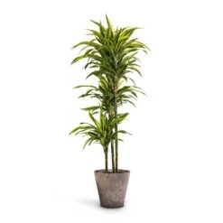 Dracaena Fragrans Lemon Lime - Multi Stem 36 Dracaena Fragrans Lemon Lime - Multi Stem -Indoor Plants Store Dracaena fragrans Lemon Lime Multi Stem 24 x 140cm Claire Artstone Plant Pot Grey 32x29cm