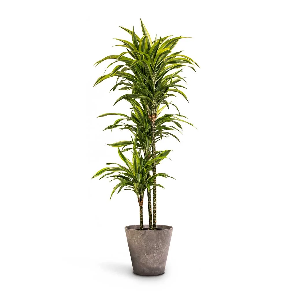 Dracaena Fragrans Lemon Lime - Multi Stem 17 Dracaena Fragrans Lemon Lime - Multi Stem - Image 15