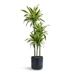 Dracaena Fragrans Lemon Lime - Multi Stem 38 Dracaena Fragrans Lemon Lime - Multi Stem -Indoor Plants Store Dracaena fragrans Lemon Lime Multi Stem 24x140cm 3 stems Lisbon Plant Pot Navy 26x26cm