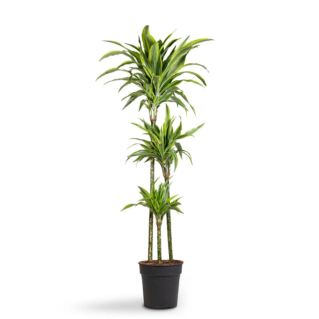 Dracaena Fragrans Lemon Lime - Multi Stem 11 Dracaena Fragrans Lemon Lime - Multi Stem - Image 9