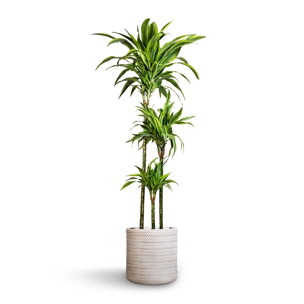 Dracaena Fragrans Lemon Lime - Multi Stem 18 Dracaena Fragrans Lemon Lime - Multi Stem - Image 16
