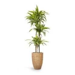 Ben Plant Pot - Straw Grass -Indoor Plants Store Dracaena fragrans Lemon Lime Multi Stem 24x140cm 3stems Ben Plant Pot Straw Grass 30x41cm
