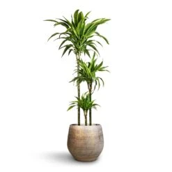 Dracaena Fragrans Lemon Lime - Multi Stem 35 Dracaena Fragrans Lemon Lime - Multi Stem -Indoor Plants Store Dracaena fragrans Lemon Lime Multi Stem 24x140cm 3stems Noor Plant Pot Metallic Grey 36x33cm 2