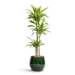 Dracaena Fragrans Lemon Lime - Multi Stem 31 Dracaena Fragrans Lemon Lime - Multi Stem -Indoor Plants Store Dracaena fragrans Lemon Lime Multi Stem 24x145cm 3 stems Charlotte Plant Pot Green 33x30cm