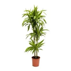 Dracaena Fragrans Lemon Lime - Multi Stem 32 Dracaena Fragrans Lemon Lime - Multi Stem -Indoor Plants Store Dracaena fragrans Lemon Lime Multi Stem Large