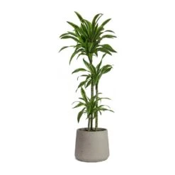 Patt Plant Pot - Grey Washed 40 Patt Plant Pot - Grey Washed -Indoor Plants Store Dracaena fragrans Lemon Lime Multi Stem Patt Plant Pot Grey Washed 5fb8f3d1 7454 44c1 b445 7bb9138f2993