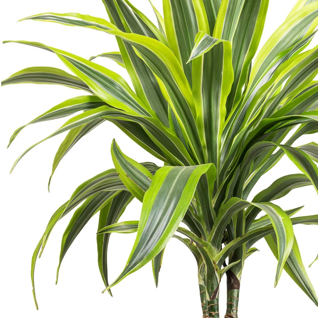 Dracaena Fragrans Lemon Lime - Multi Stem 4 Dracaena Fragrans Lemon Lime - Multi Stem - Image 2