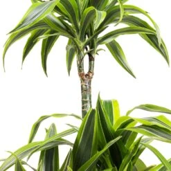 Dracaena Fragrans Lemon Lime - Multi Stem 29 Dracaena Fragrans Lemon Lime - Multi Stem -Indoor Plants Store Dracaena fragrans Lemon Lime Multi Stem SWATCH