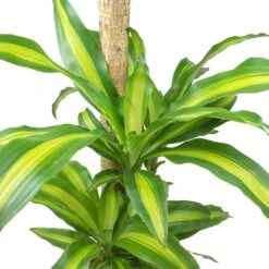 Dracaena Fragrans Massangeana - Multi Stem -Indoor Plants Store Dracaena fragrans Massangeana Leaves