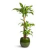 Dracaena Fragrans Massangeana - Multi Stem 2 Dracaena Fragrans Massangeana - Multi Stem -Indoor Plants Store Dracaena fragrans Massangeana Multi Stem 24x135cm 3 stems Aimee Plant Pot Pear 33x28cm