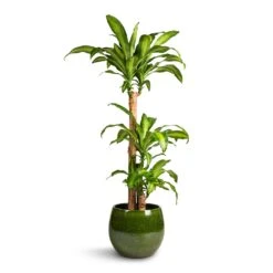 Aimee Plant Pot - Pear 17 Aimee Plant Pot - Pear -Indoor Plants Store Dracaena fragrans Massangeana Multi Stem 24x135cm 3 stems Aimee Plant Pot Pear 33x28cm 9d51daf9 fa5a 4318 8b6a 126301d74672