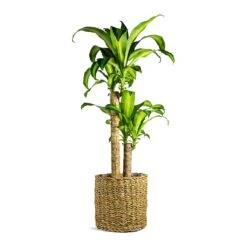 Dracaena Fragrans Massangeana - Multi Stem -Indoor Plants Store Dracaena fragrans Massangeana Multi Stem Ido Plant Baskets Set of 5 Natural